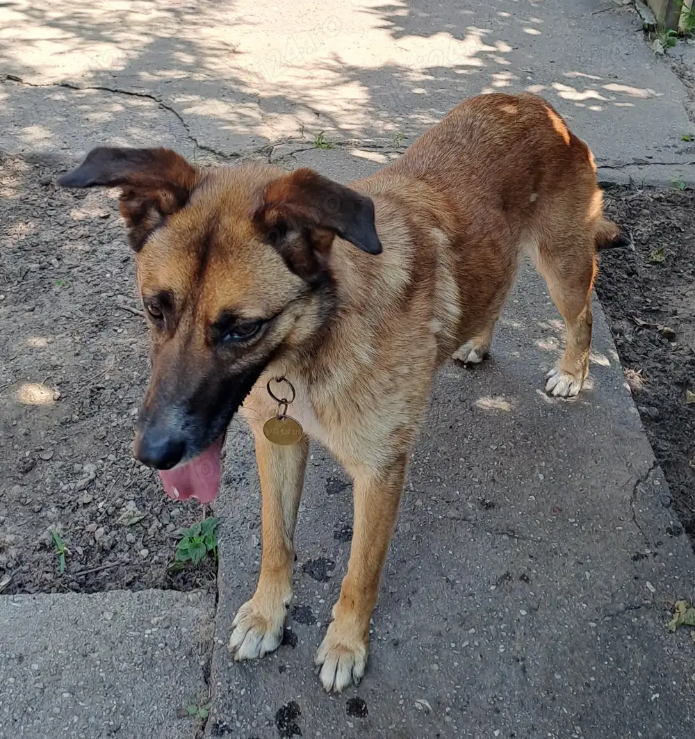 Adopție cățelușă metis de Malinois