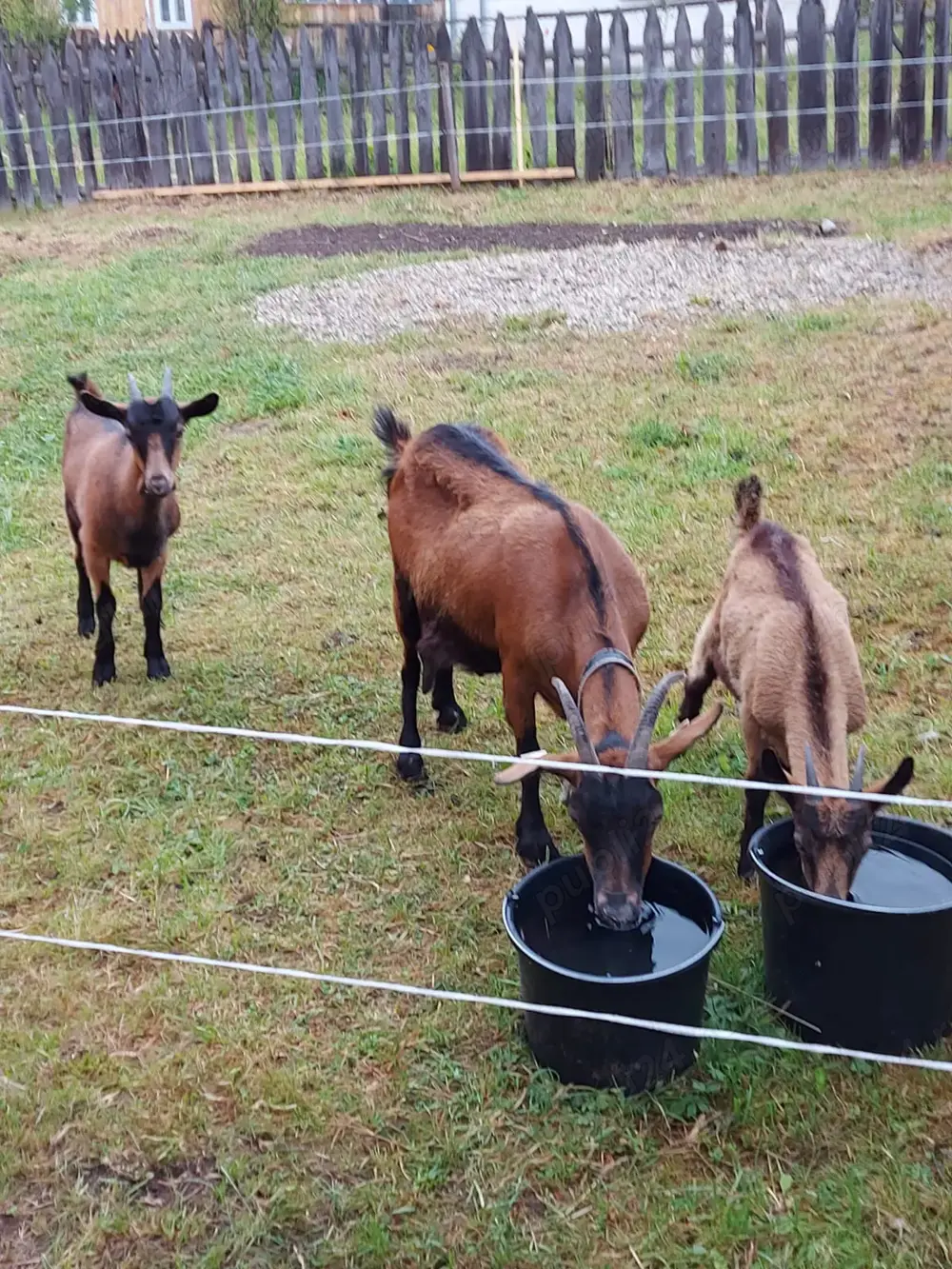 Vând capre rasa alpina franceza