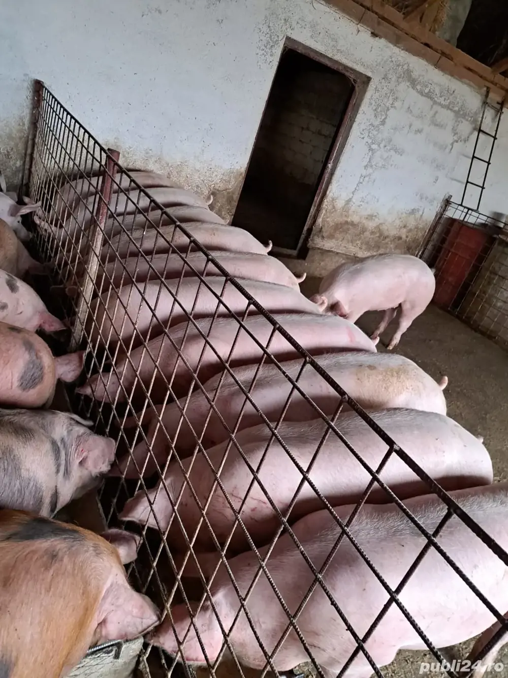 Porci de carne pana la 200 kg