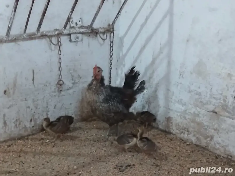 Vând pui de păuni Vând pui de păuni