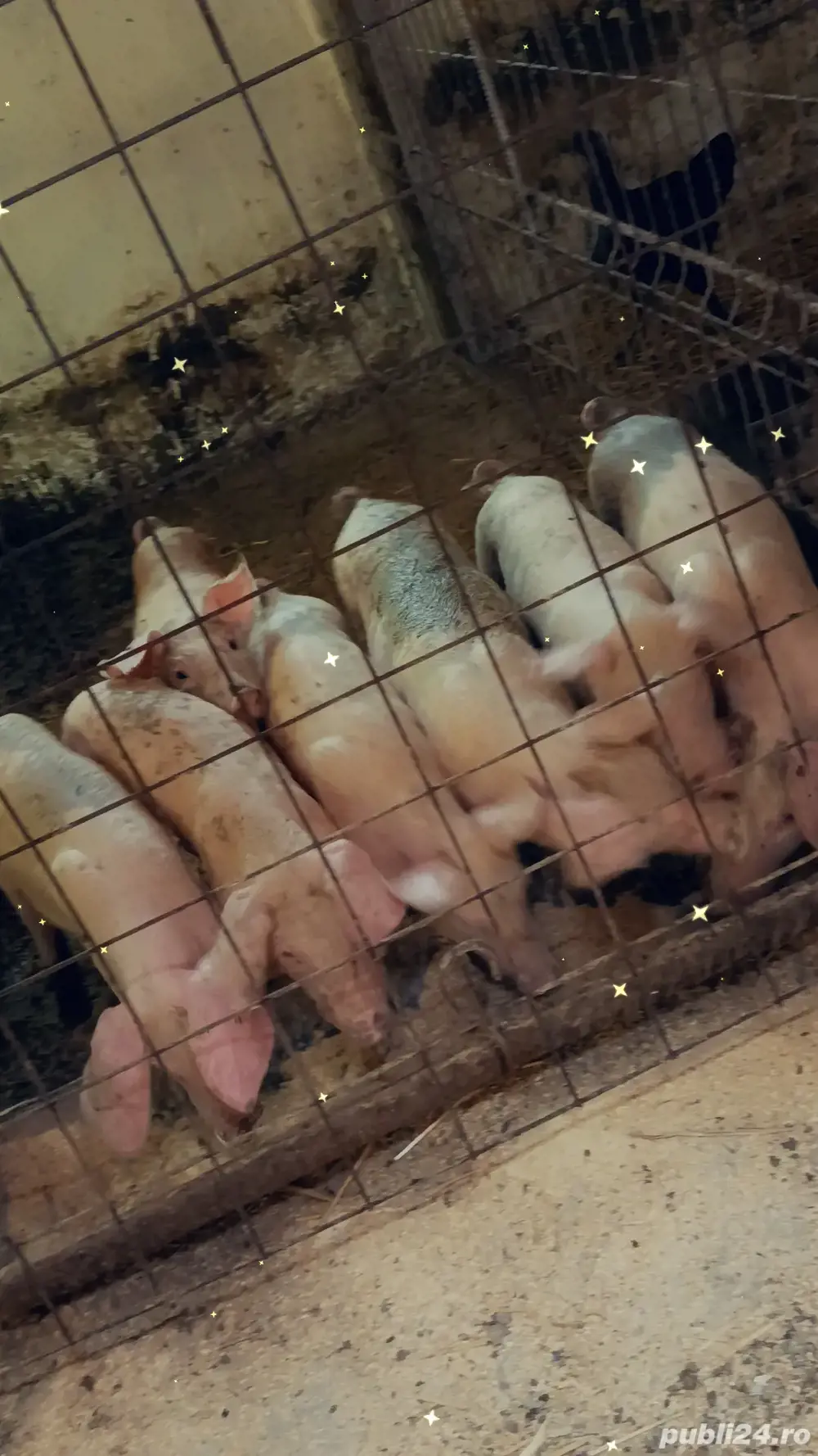 purceluși crescuti in gospodarie purceluși crescuti in gospodarie