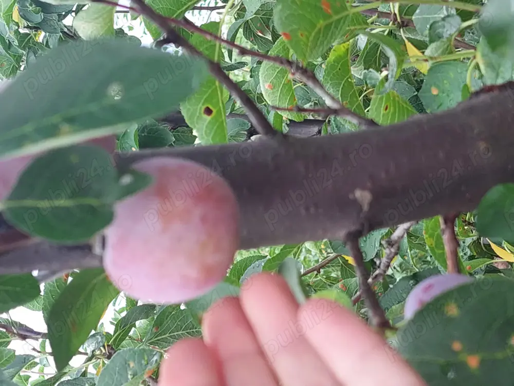 Livada 140 pomi fructiferi pe rod