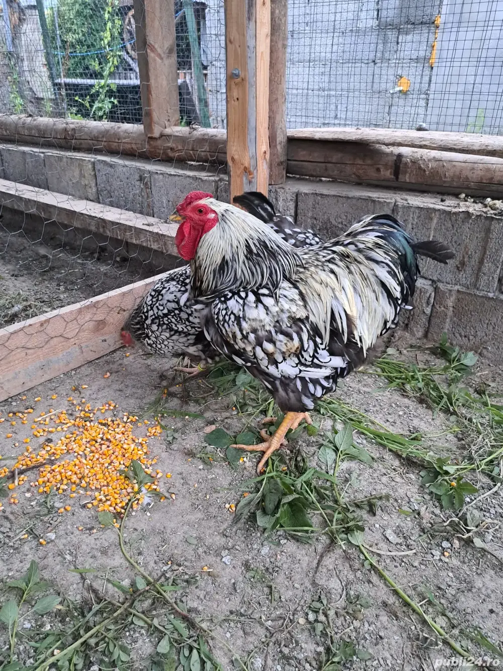 Vand cocos Wyandotte Argintiu Vand cocos Wyandotte Argintiu