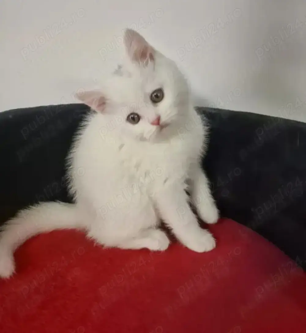 Pisici American Shorthair albi foarte iubitori și cu blană hipoalergenică.  Nu lasă păr!