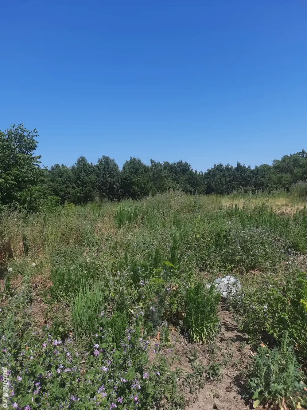 Teren intravilan in zonă centrală, disponibil în 2 rate-  în zona centrală, 1500 mp, în Nădab