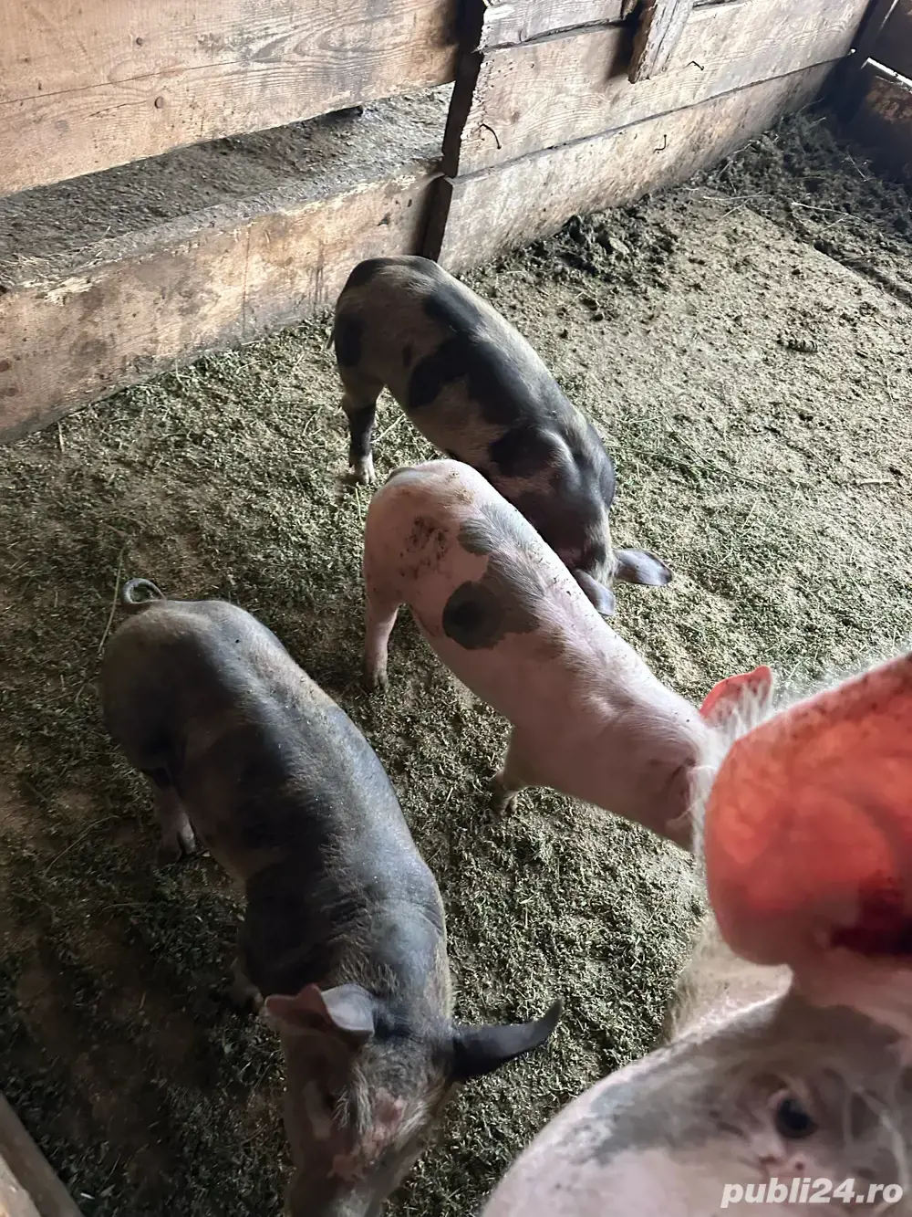 Purcei de vanzare petran Purcei de vanzare petran