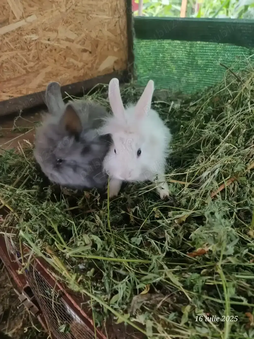 Vand iepuri frumoși 