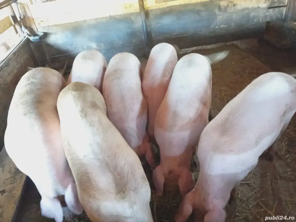 Vând porci Marele Alb si Pietrain