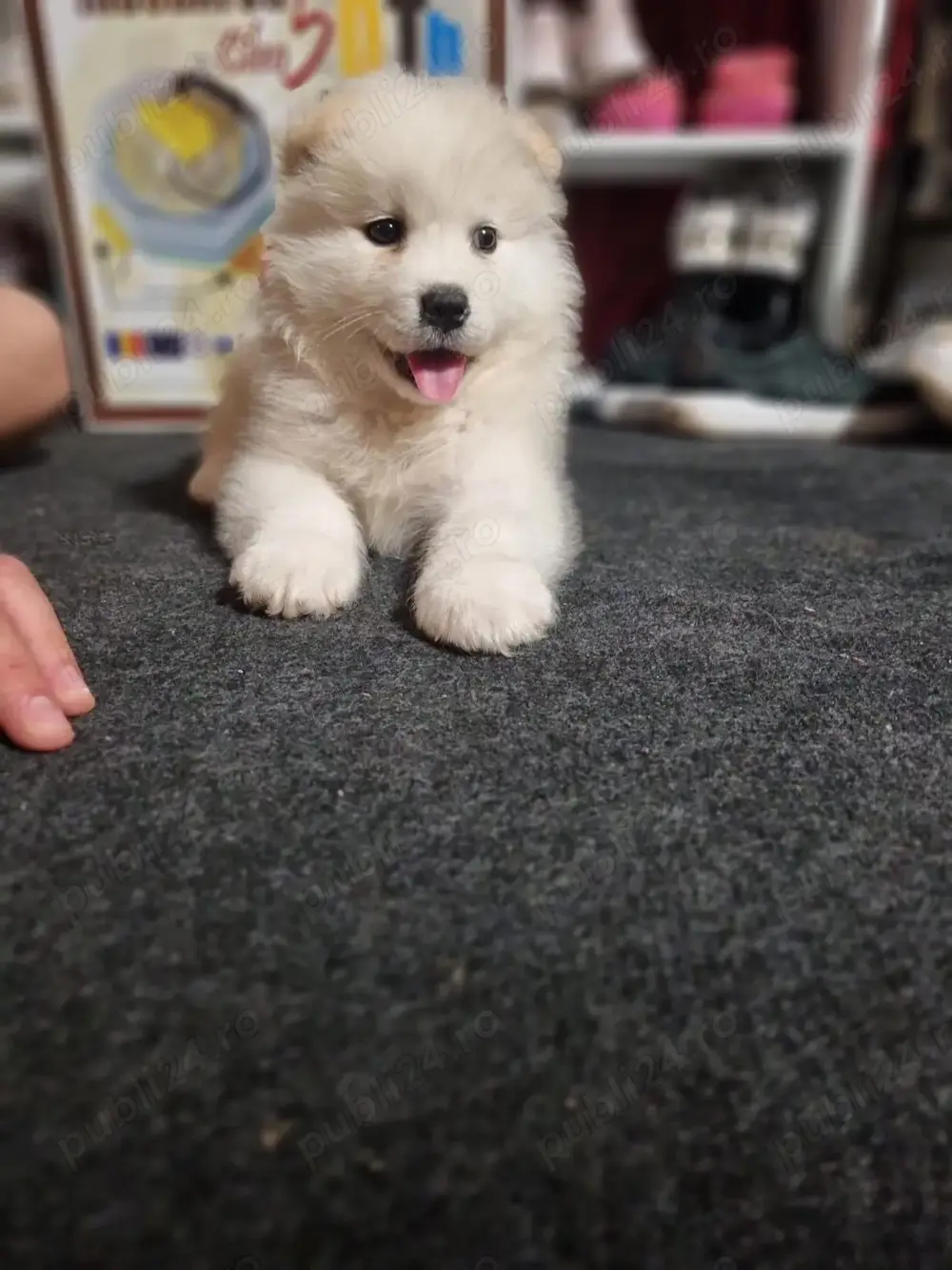 Vând pui de samoyed polar