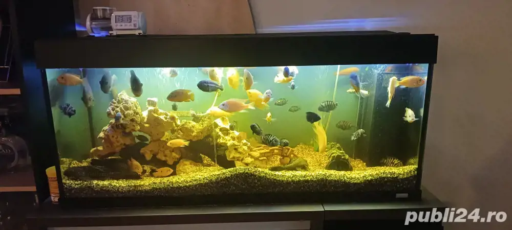 acvariu Juwel  acvariu Juwel