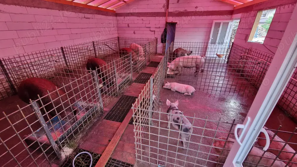 Porci rasa duroc Porci rasa duroc