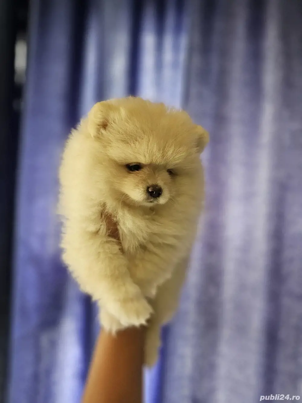 pomeranian cu pedigree