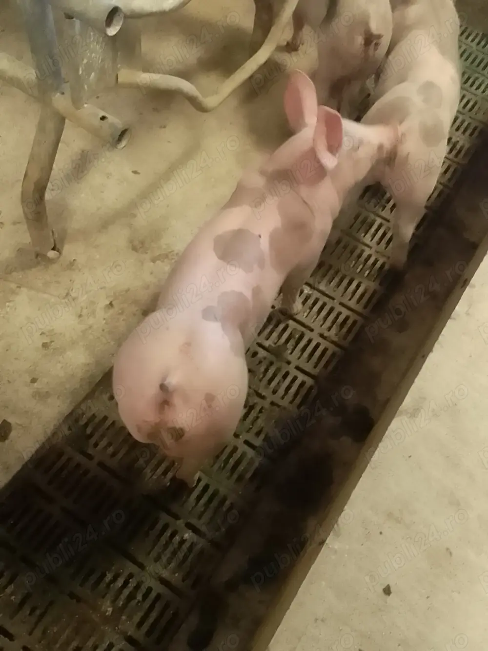 Purcei grăsuni 35 40 kg