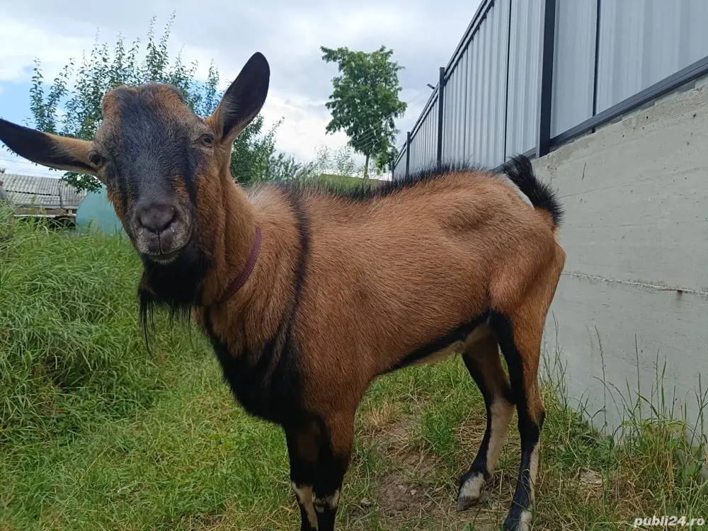 Țap Alpin Francez  Țap Alpin Francez