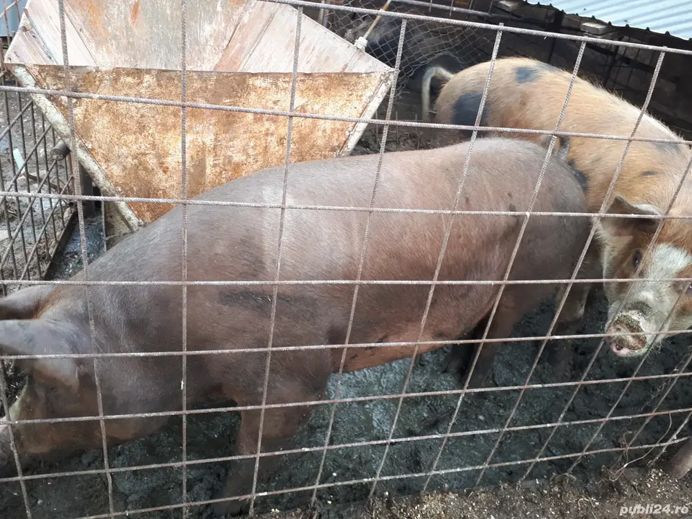 porc pentru taiere porc pentru taiere