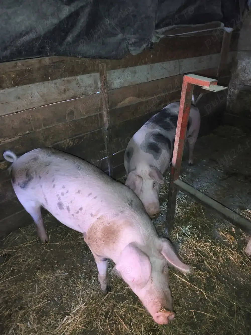 Vind porci de sacrificat 