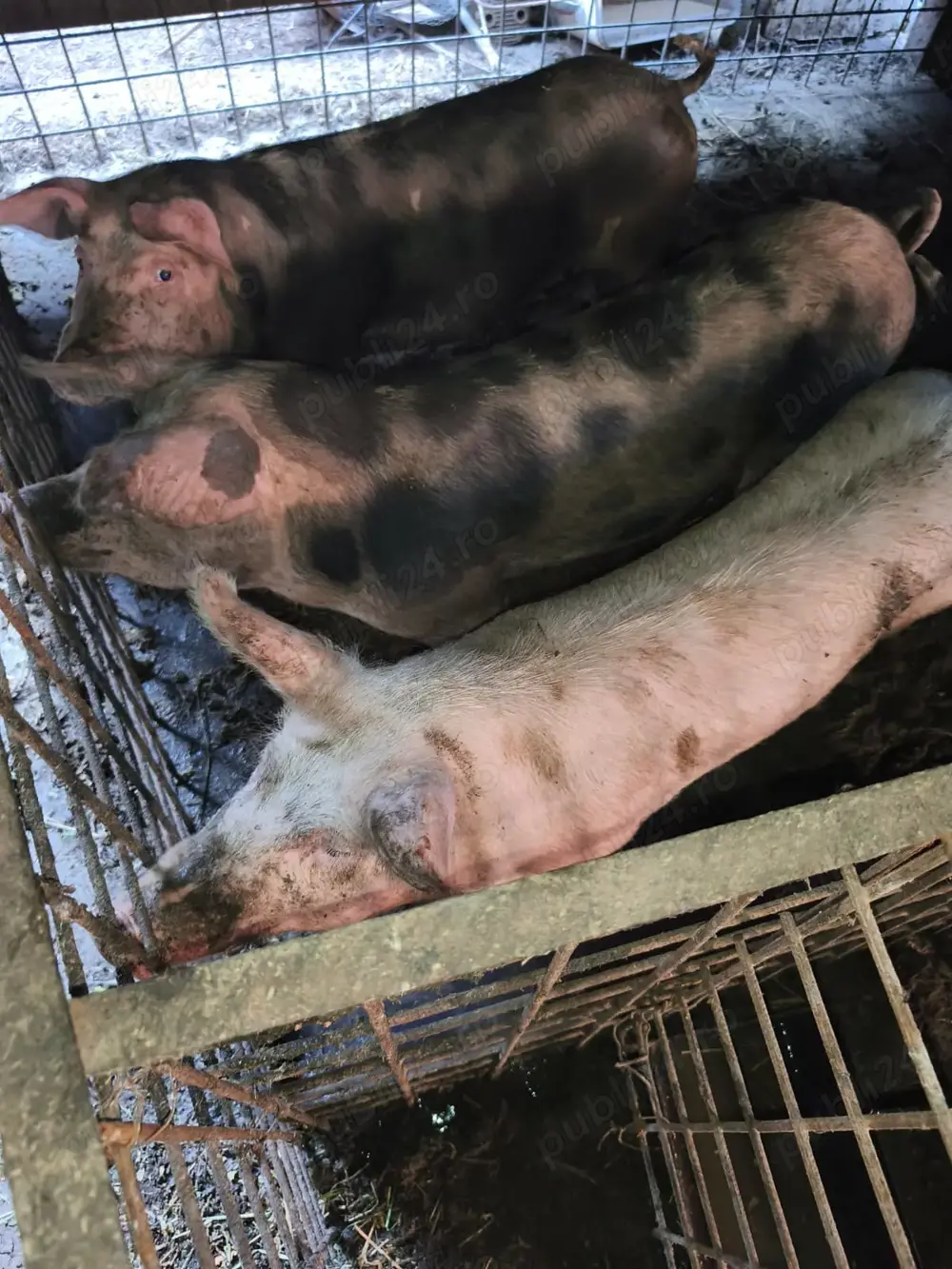 vind grasuni 4 bucati 