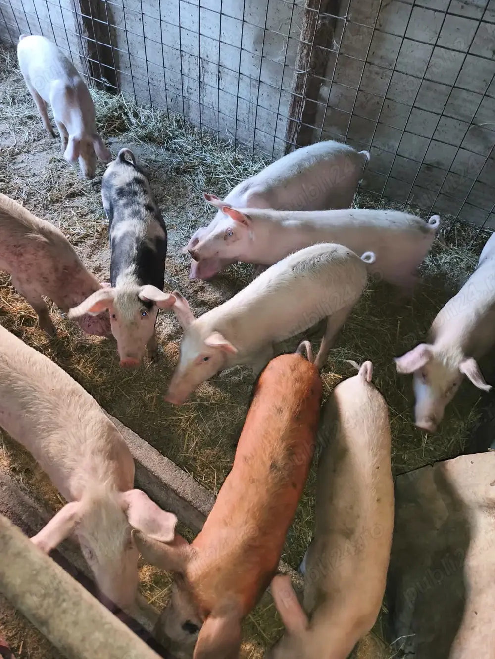 vind  soldani  50 de kg bucata 650 ron