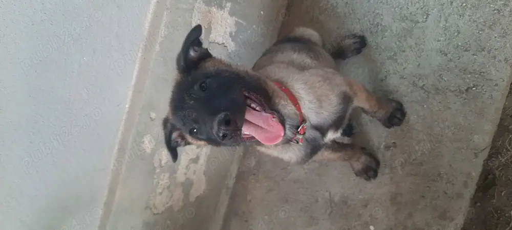 Ciobanesc belgian Ciobanesc belgian