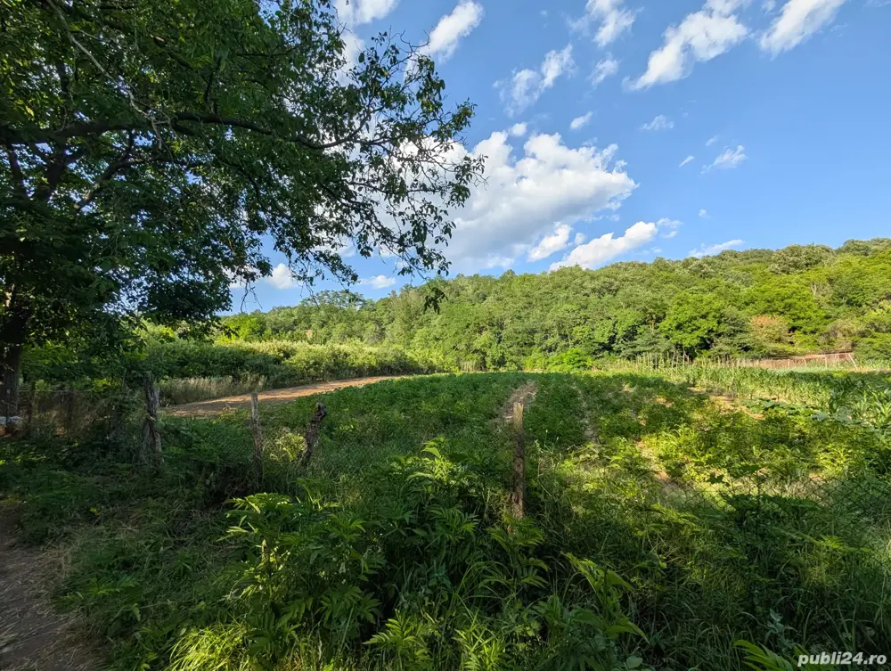 Teren Geoagiu 800mp intravilan