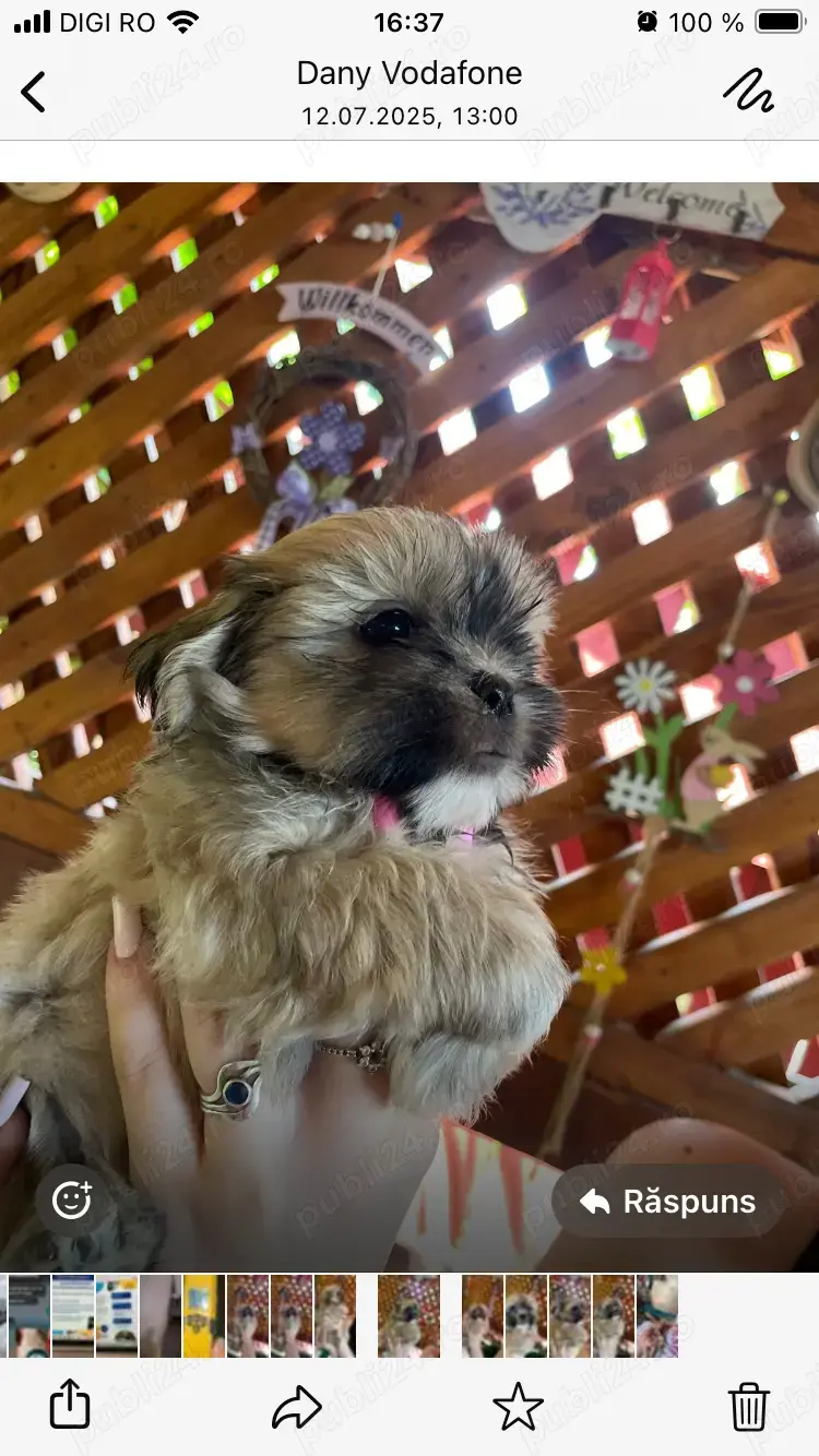 Femela shitzu Femela shitzu