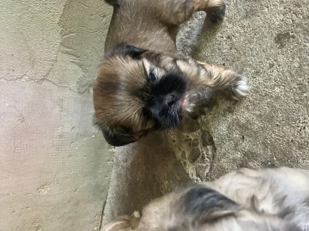 Disponibili pentru altă locație puii de companie Disponibili pentru altă locație puii de companie