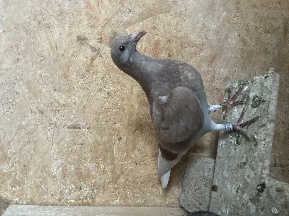 Puii voiajorii Puii voiajorii