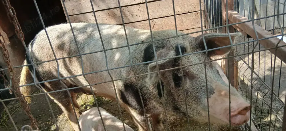 Scroafa pietran crescuta bio 170 kg Scroafa pietran crescuta bio 170 kg