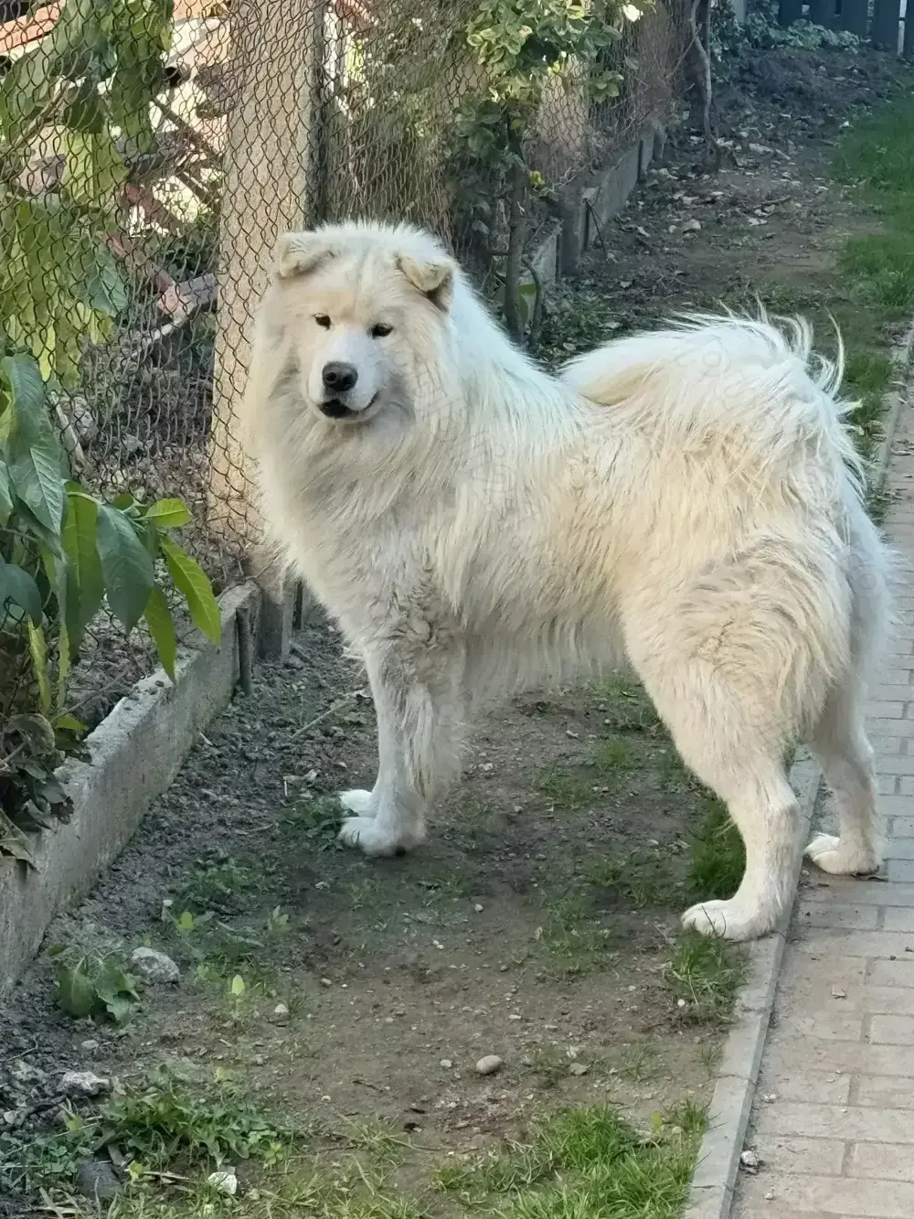 Mascul Samoyed  Mascul Samoyed
