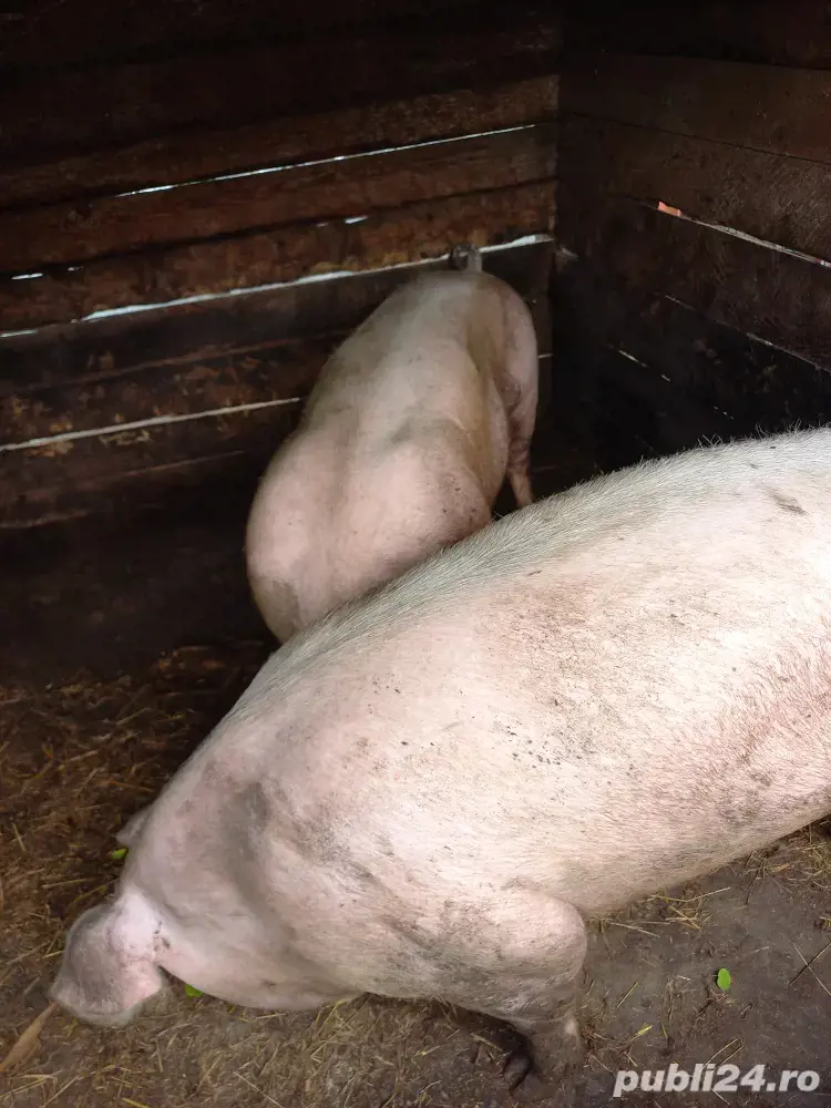 Vând porci Vând porci