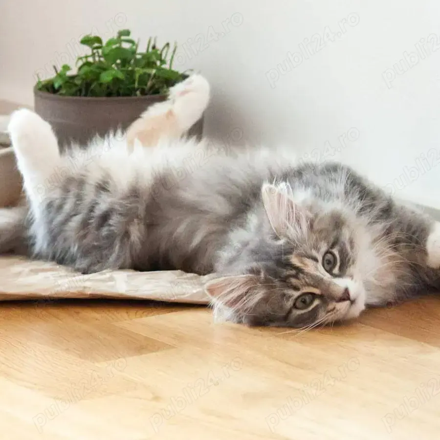 pui Angora Turceasca gri