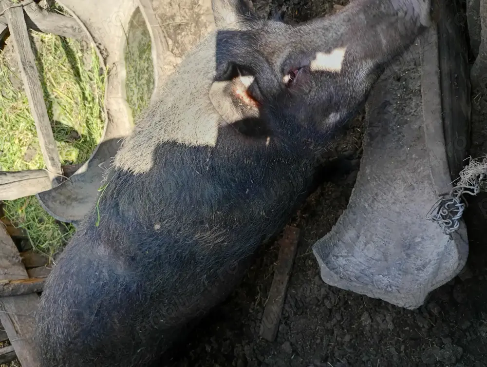 Vând vier rasa Vând vier rasa