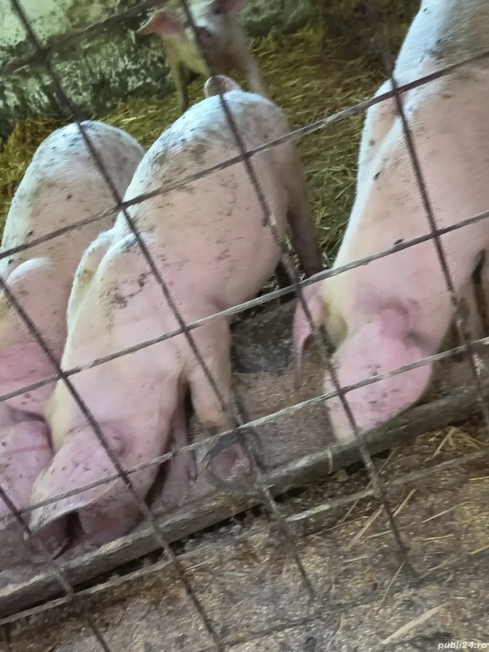 Purceluși Duroc cu Pietrain 