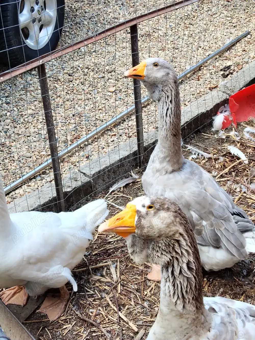 Vând gâște rasa Holmogor