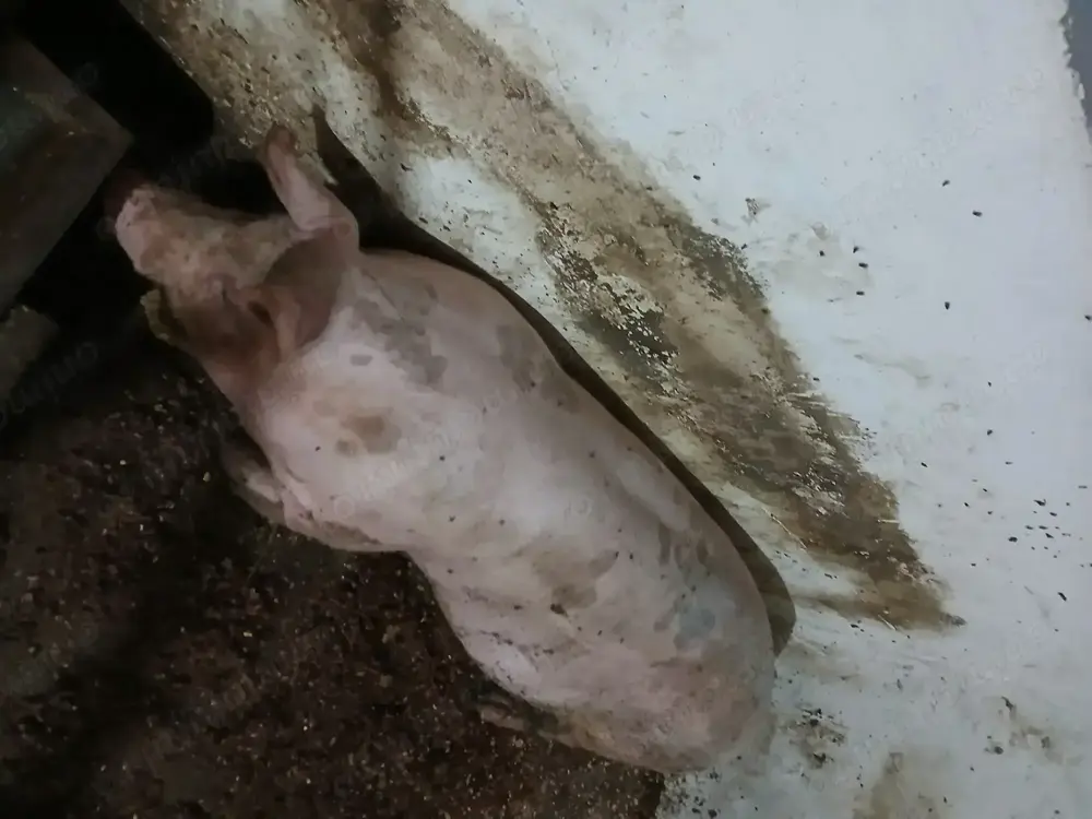 Vând porc Jud Constanța 