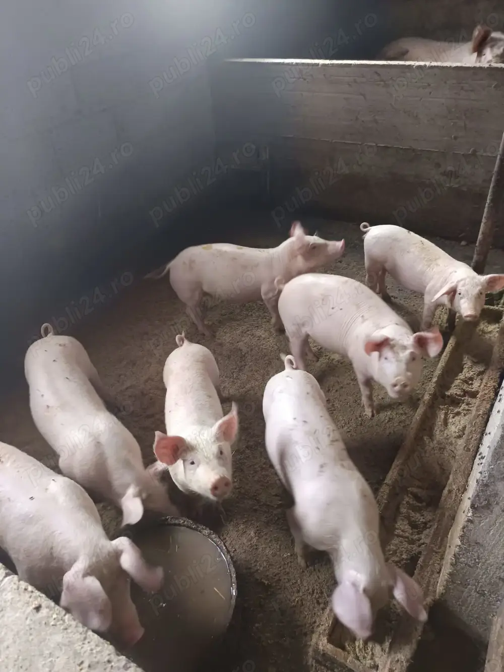 Vând purcei 13 Săptămâni 