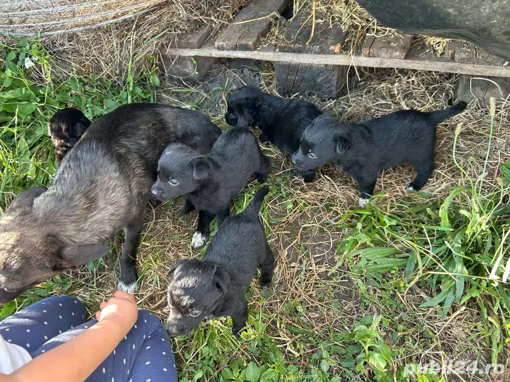 Donez catelusi urgent