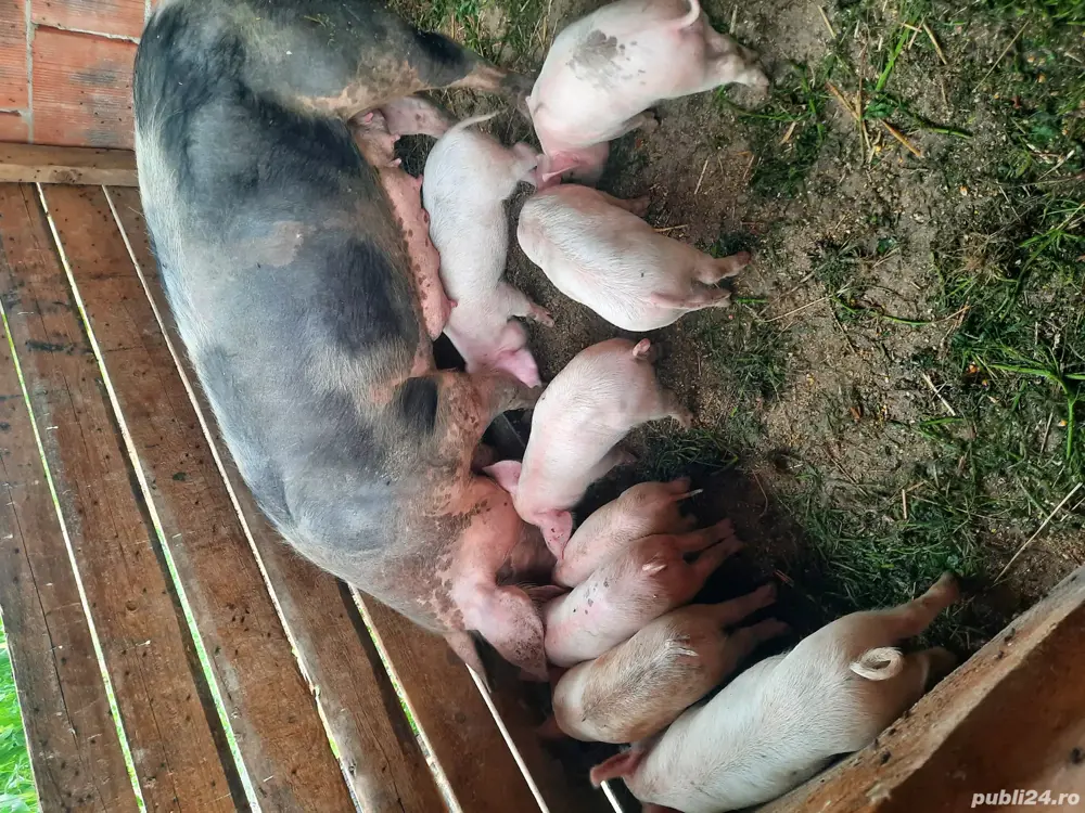 Vând o scrofita cu7 purceluși   