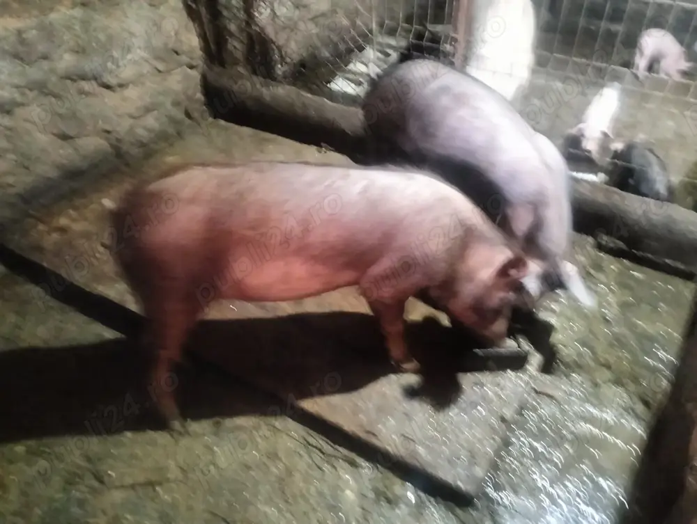 Porci de vanzare Porci de vanzare