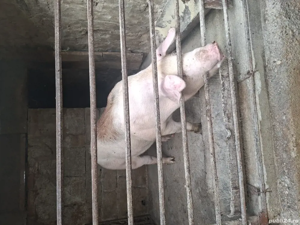 porc de vânzare  porc de vânzare