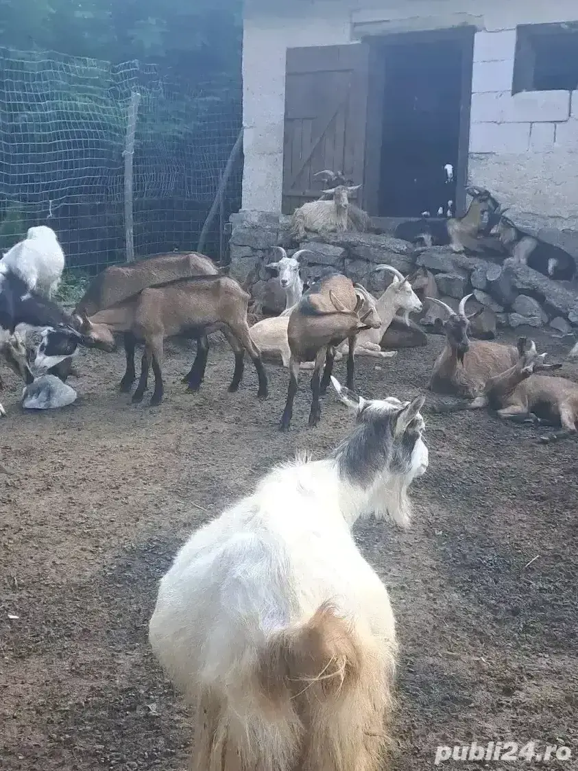 Vând capre cu iezi Vând capre cu iezi