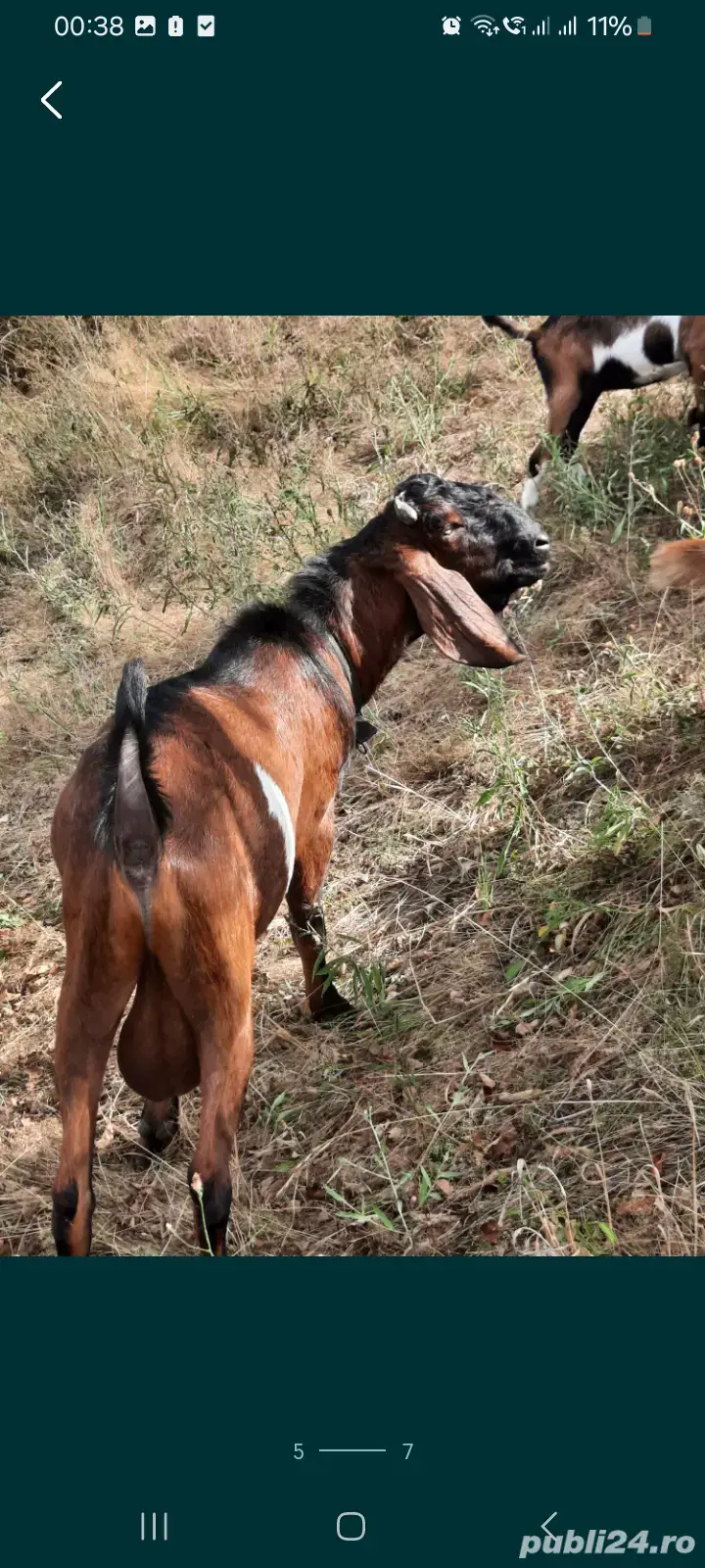 Vând un tap anglo-nubian rasa pura din parinti cu pedigree Vând un tap anglo-nubian rasa pura din parinti cu pedigree