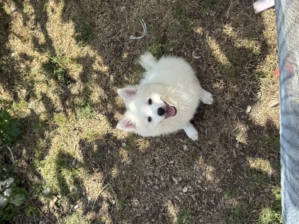 Pui Pomeranian (Spitz pitic)  