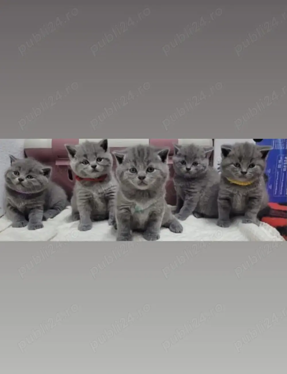 Puiuți British shorthair blue 