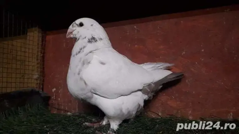 porumbei perechi agh.