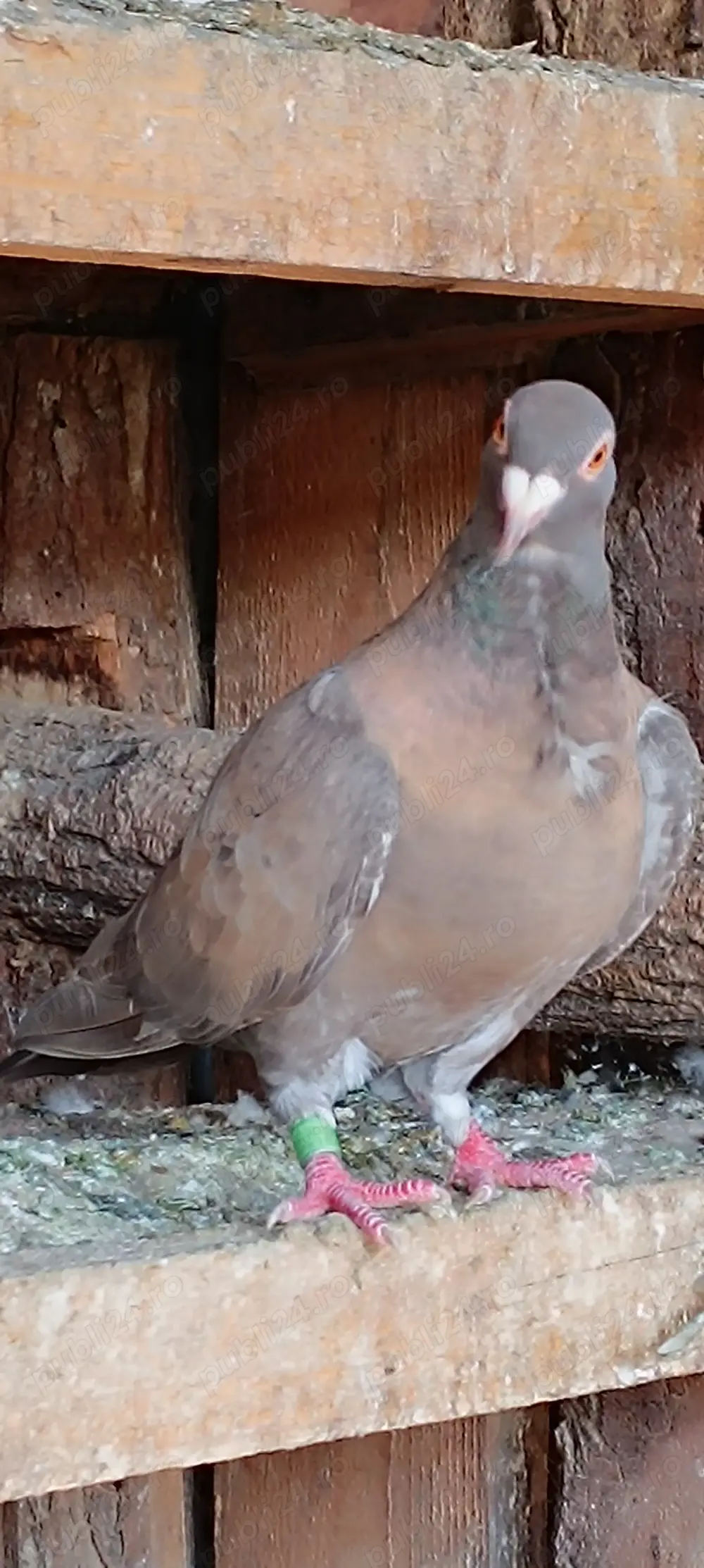 Porumbei voiajori culori rare 