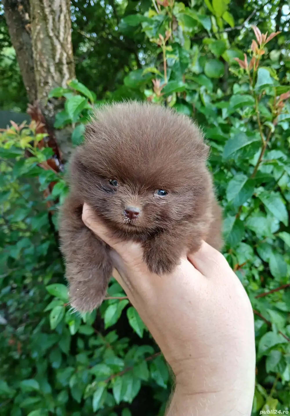 Asigur transport !!! Pui Pomeranian Ciocolatiu extra mic 261 grame !!!