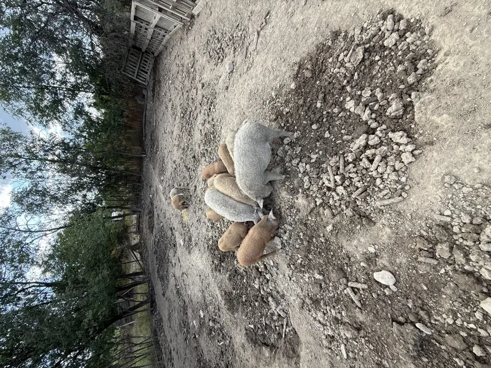 Mangalita de vanzare