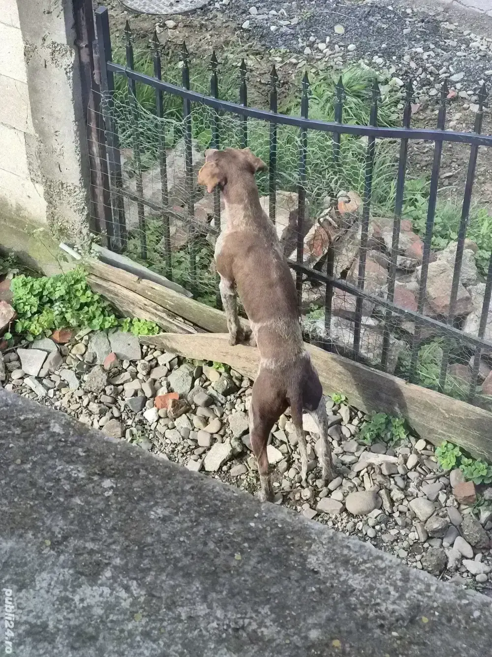 URGENT Câine Brac German 