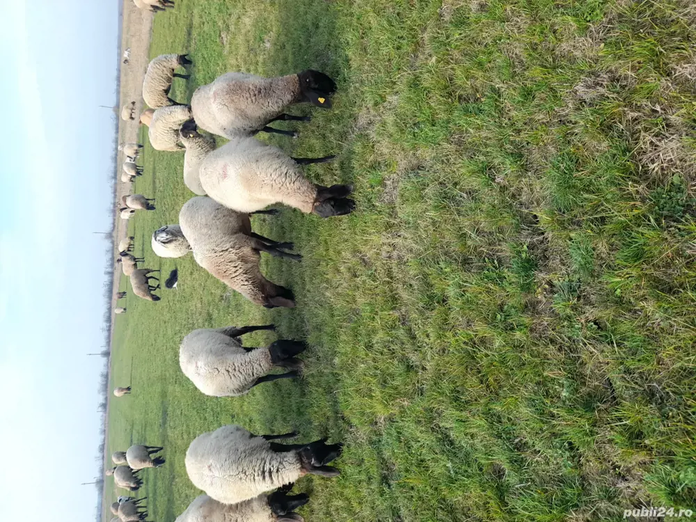 vand 50 de oi  vand 50 de oi